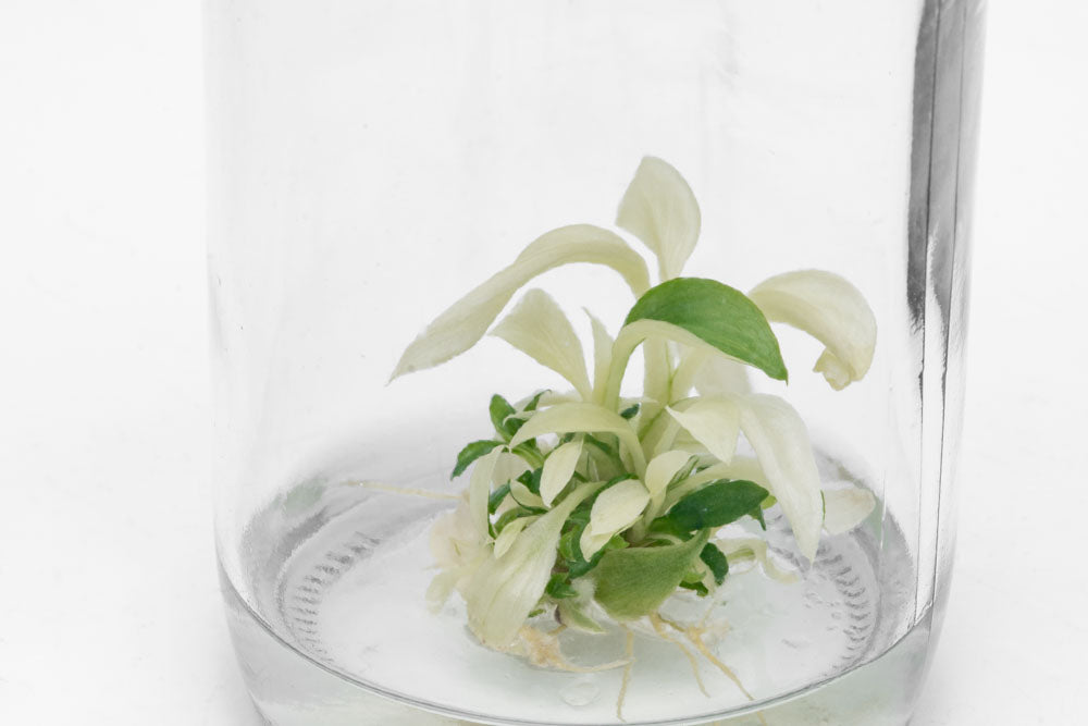 Philodendron Ring of Fire | Rare Aroid House Plant - Glass Aqua