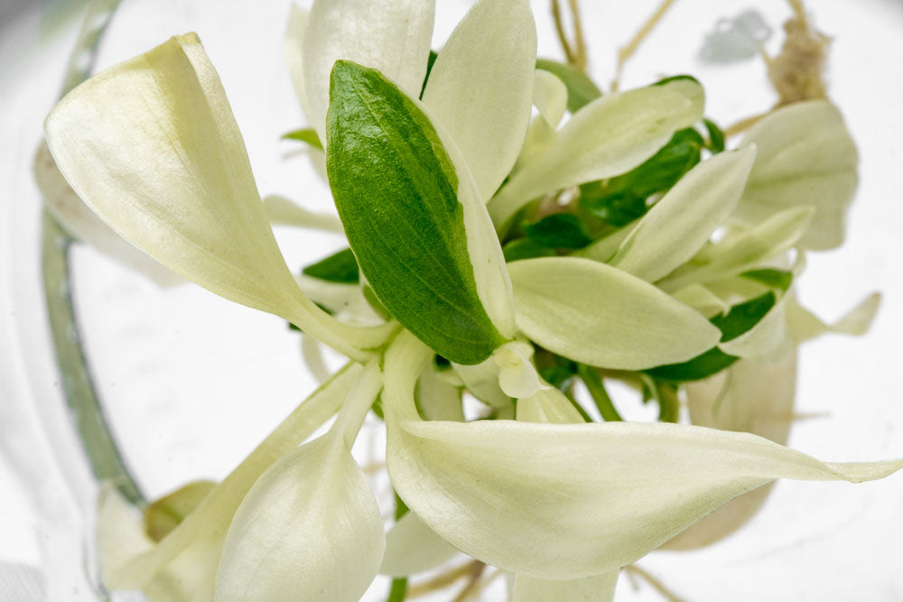 Philodendron Ring of Fire | Rare Aroid House Plant - Glass Aqua