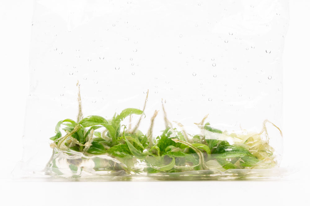 Philodendron Ring of Fire | Rare Aroid House Plant - Glass Aqua