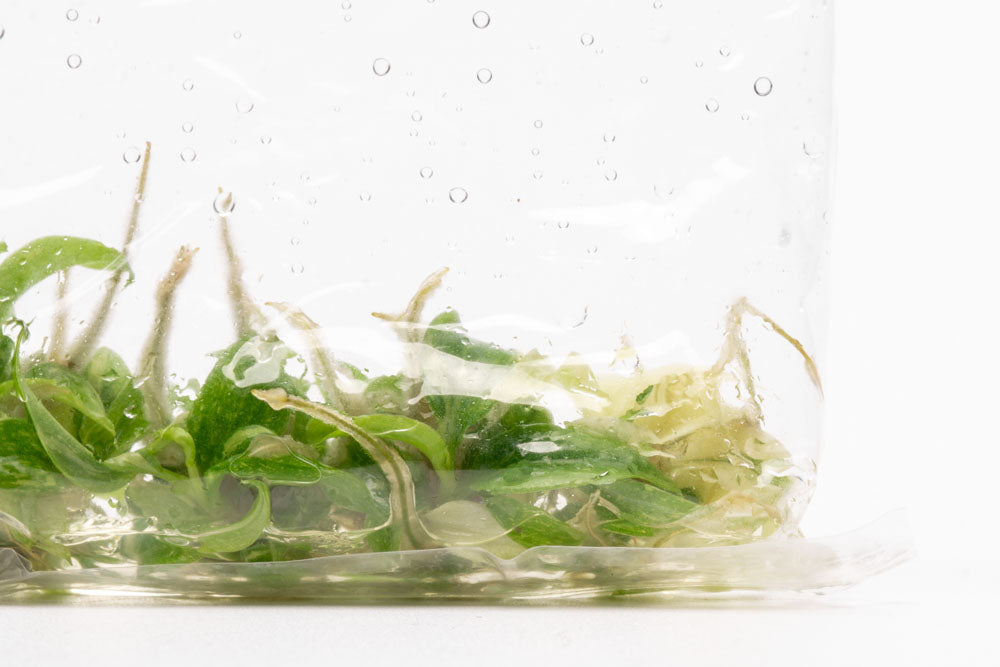 Philodendron Ring of Fire | Rare Aroid House Plant - Glass Aqua