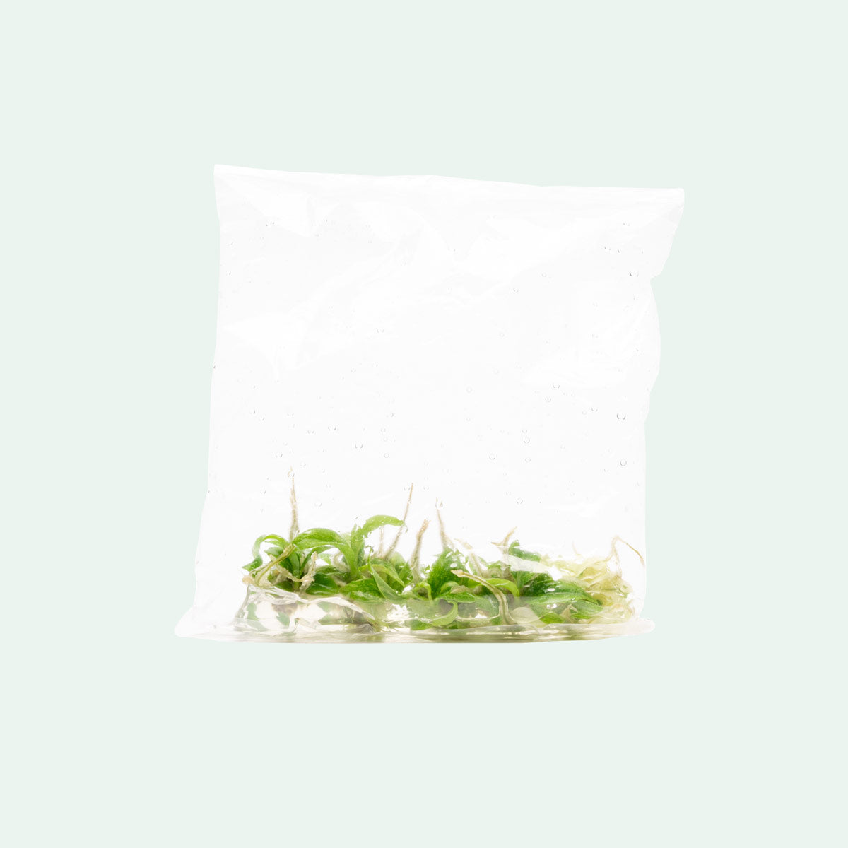 Philodendron Ring of Fire | Rare Aroid House Plant - Glass Aqua
