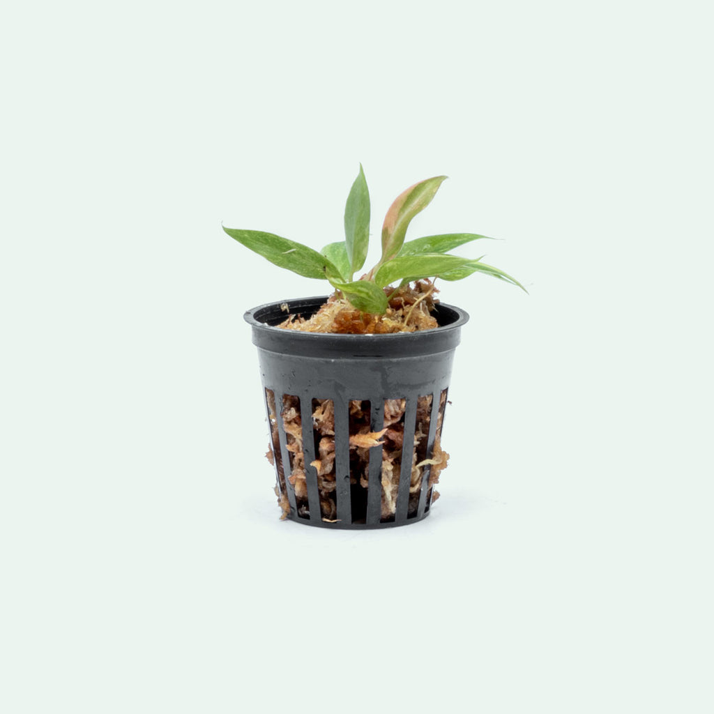 Philodendron Ring of Fire - Bare Root - Glass Aqua