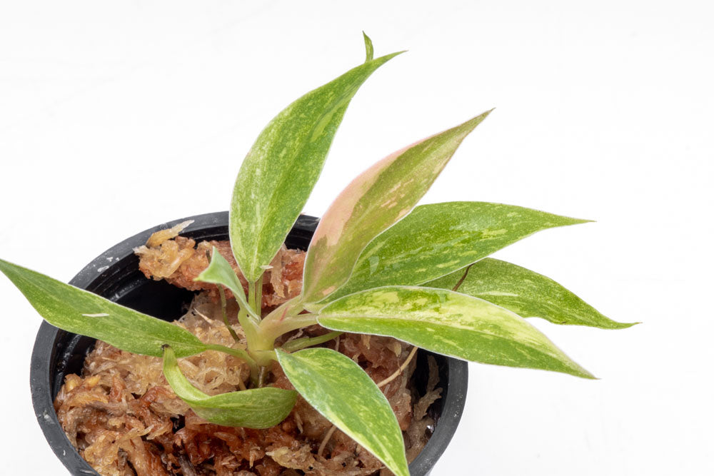 Philodendron Ring of Fire - Bare Root - Glass Aqua