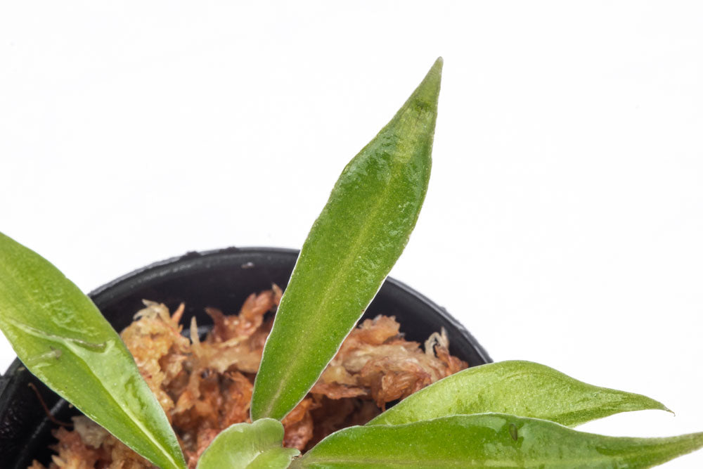 Philodendron Tortum - Bare Root - Glass Aqua
