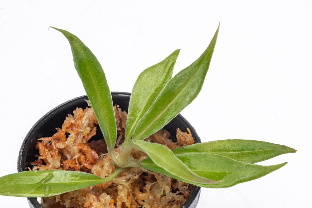 Philodendron Tortum - Bare Root - Glass Aqua