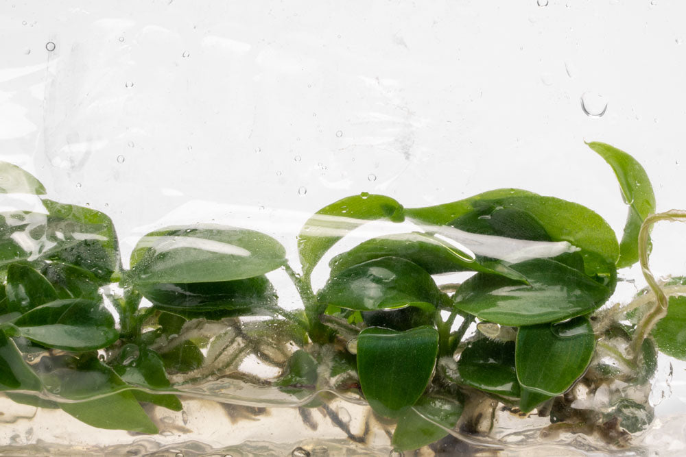 Philodendron Bipennifolium | Rare Aroid House Plants - Glass Aqua