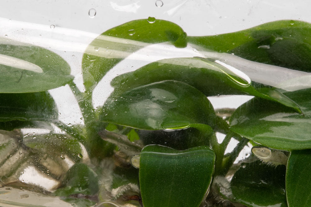 philodendron bipennifolium rare aroid Philodendron Bipennifolium