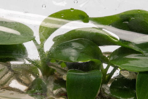 Philodendron Bipennifolium | Rare Aroid House Plants - Glass Aqua