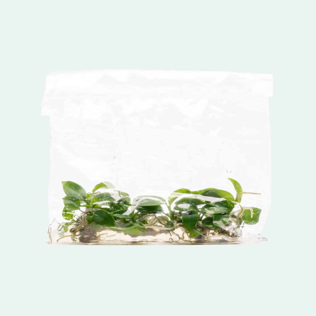 Philodendron Bipennifolium | Rare Aroid House Plants - Glass Aqua