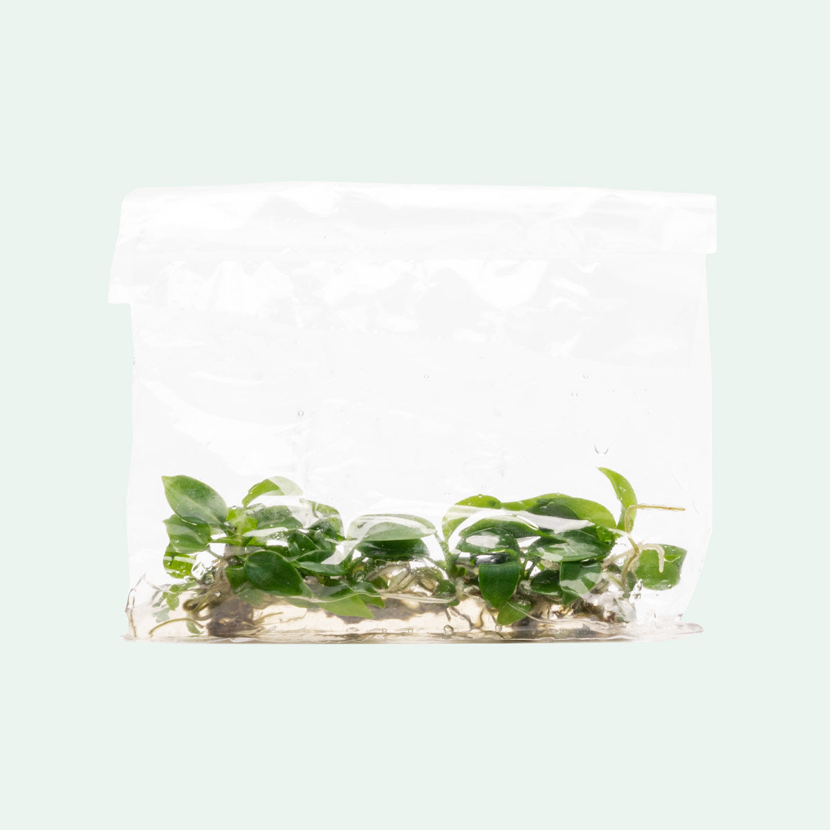 Philodendron Bipennifolium | Rare Aroid House Plants - Glass Aqua