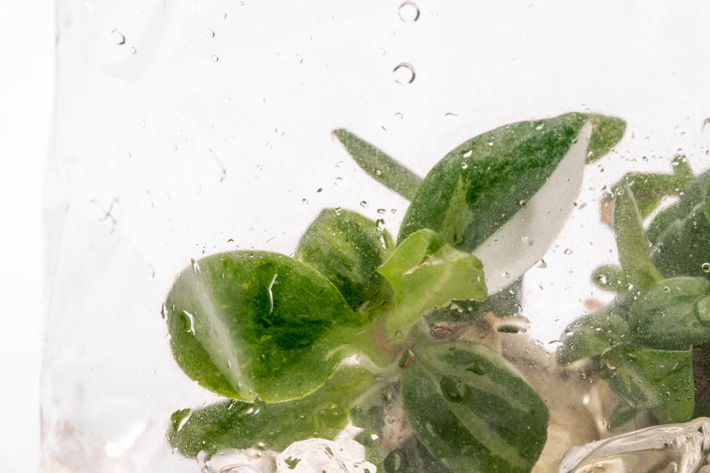 Philodendron White Knight | Rare Aroid House Plant - Glass Aqua