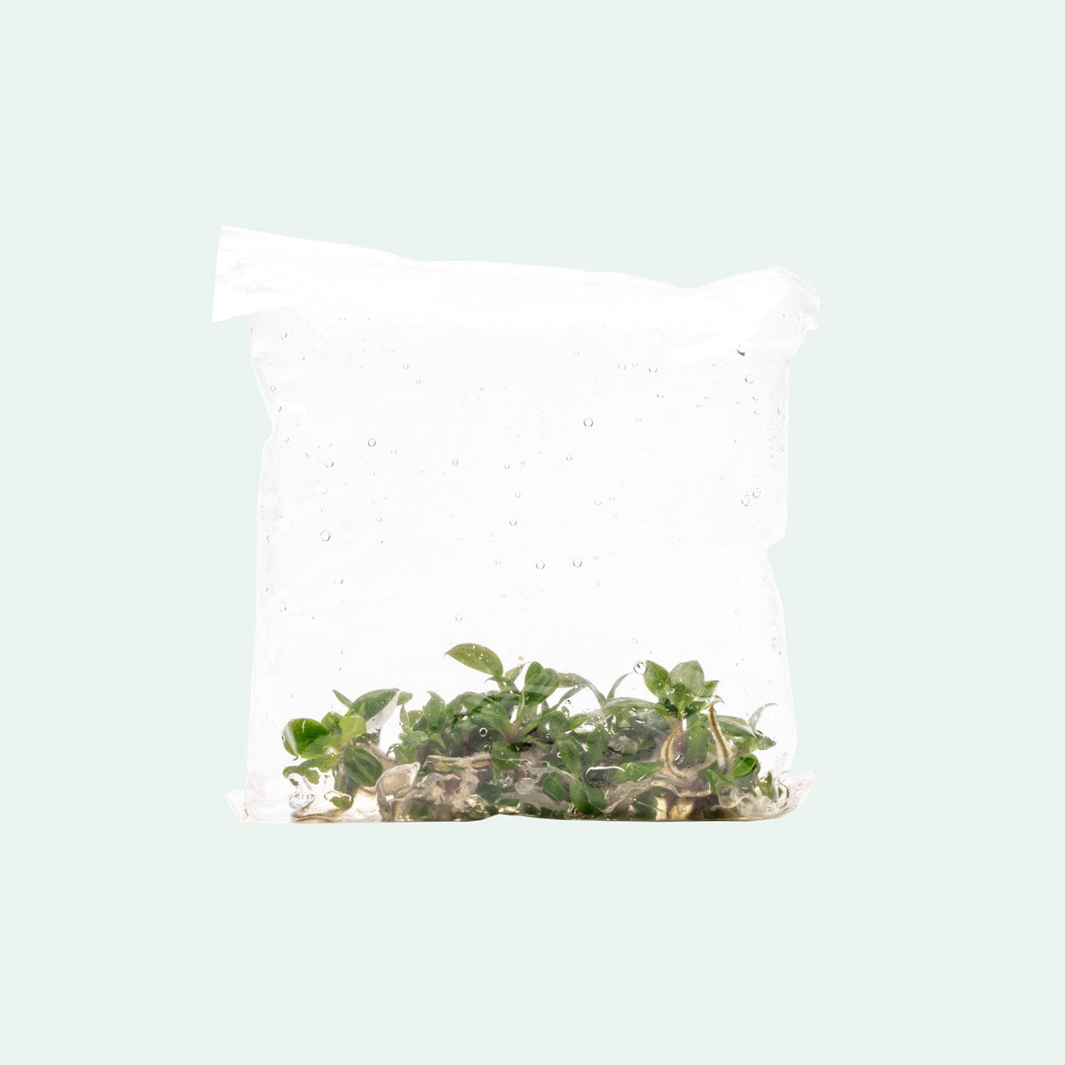 Philodendron White Knight | Rare Aroid House Plant - Glass Aqua