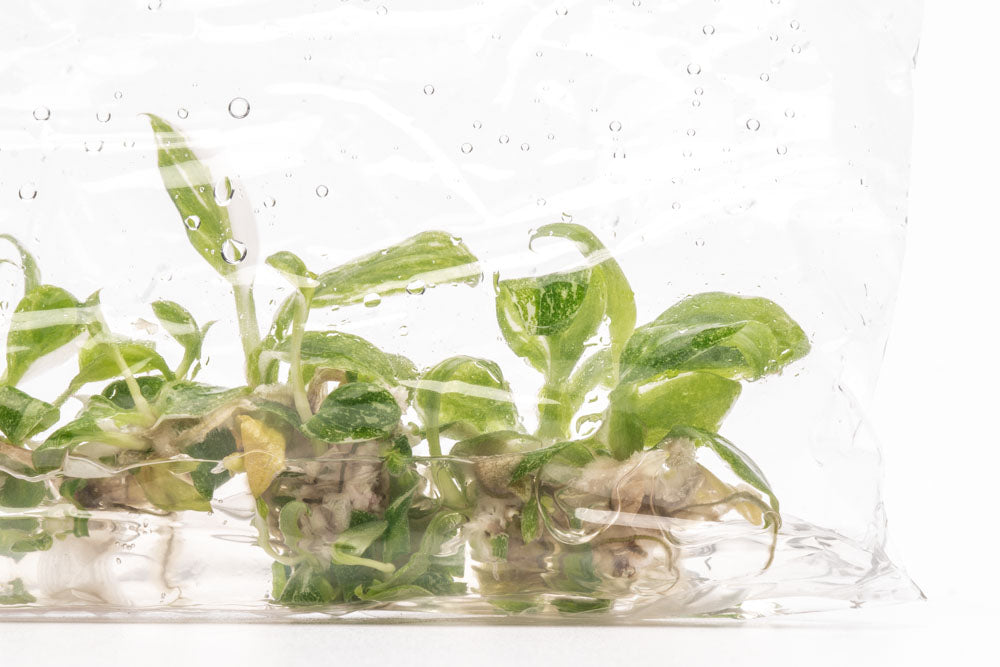 Philodendron White Princess | Rare Aroid House Plant - Glass Aqua