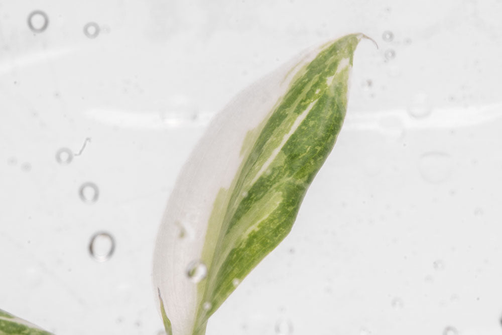 philodendron has water droplets on leaves Philodendron White Princess | Rare Aroid House Plant