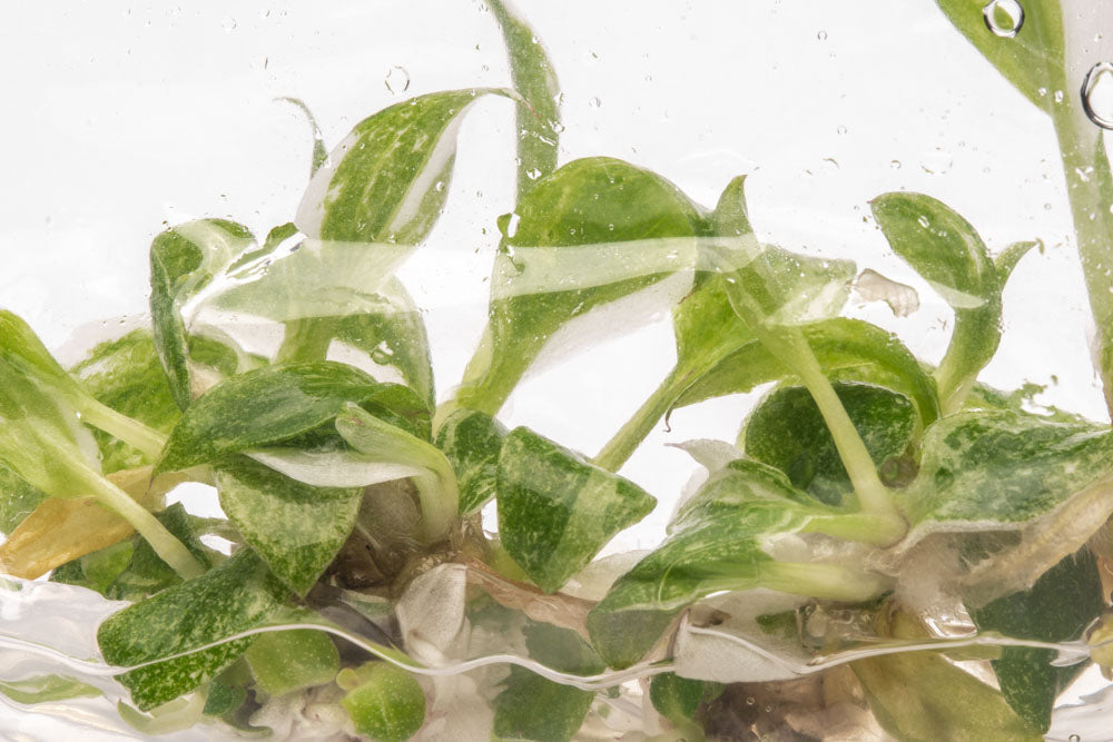 Philodendron White Princess | Rare Aroid House Plant - Glass Aqua