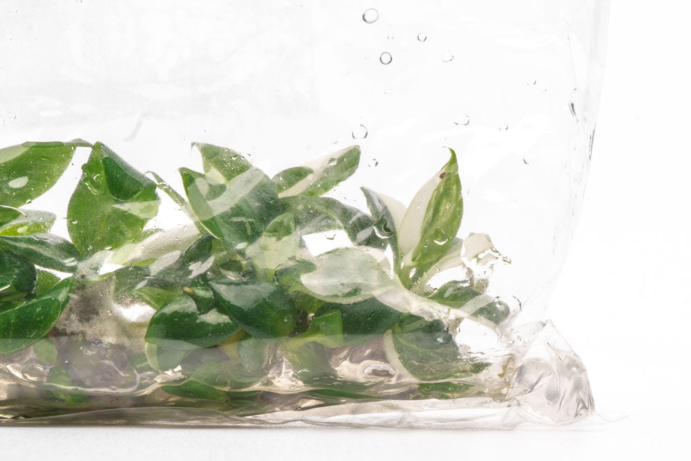 Philodendron White Wizard | Rare Aroid House Plant - Glass Aqua