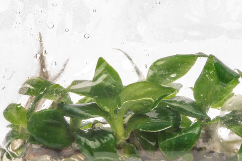 Philodendron White Wizard | Rare Aroid House Plant - Glass Aqua