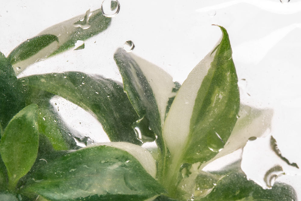 Philodendron White Wizard | Rare Aroid House Plant - Glass Aqua