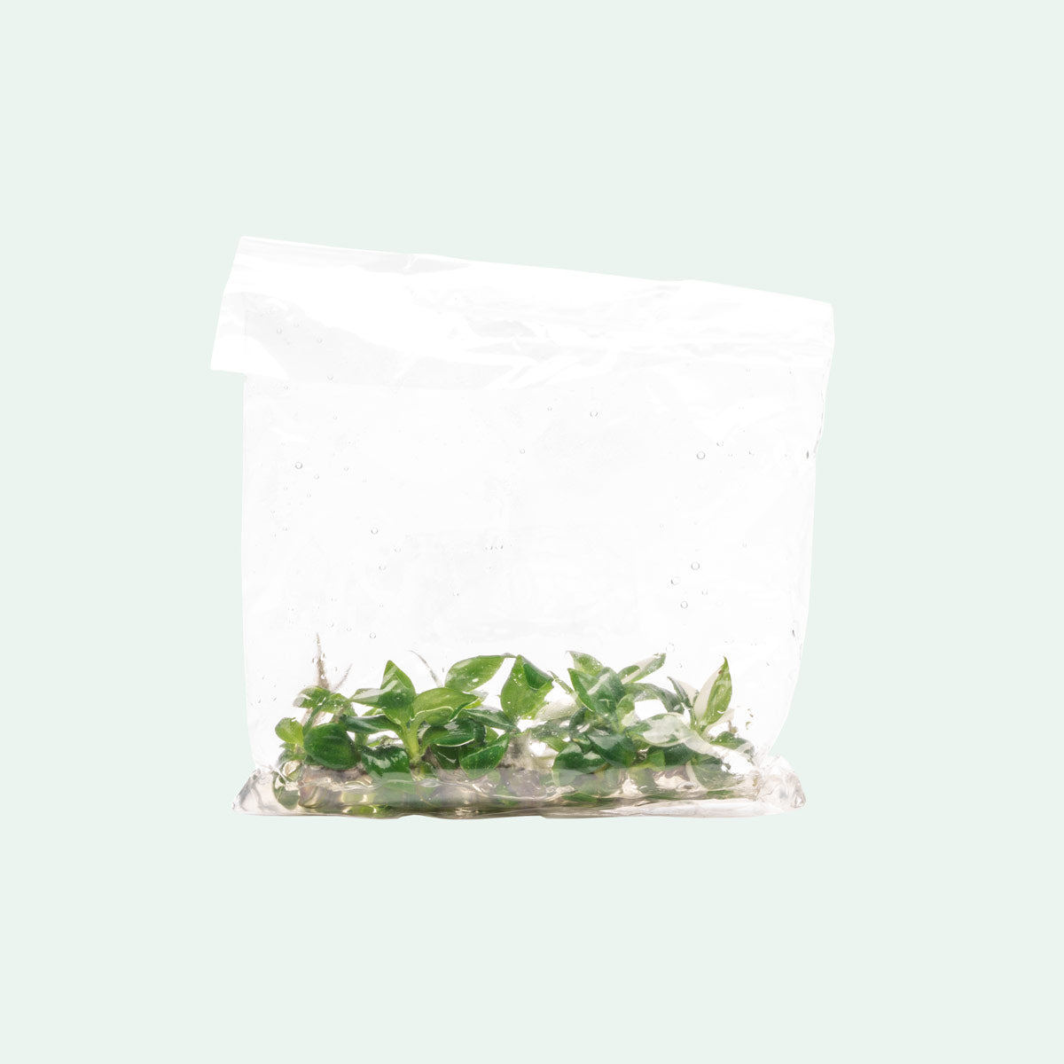 Philodendron White Wizard | Rare Aroid House Plant - Glass Aqua