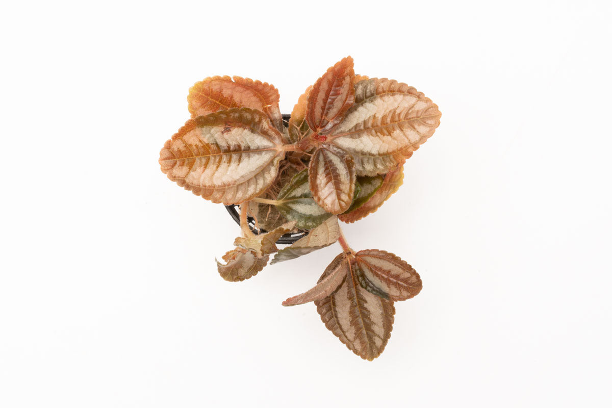Pilea Spruceana Friendship Plant Easy Terrarium House Plant