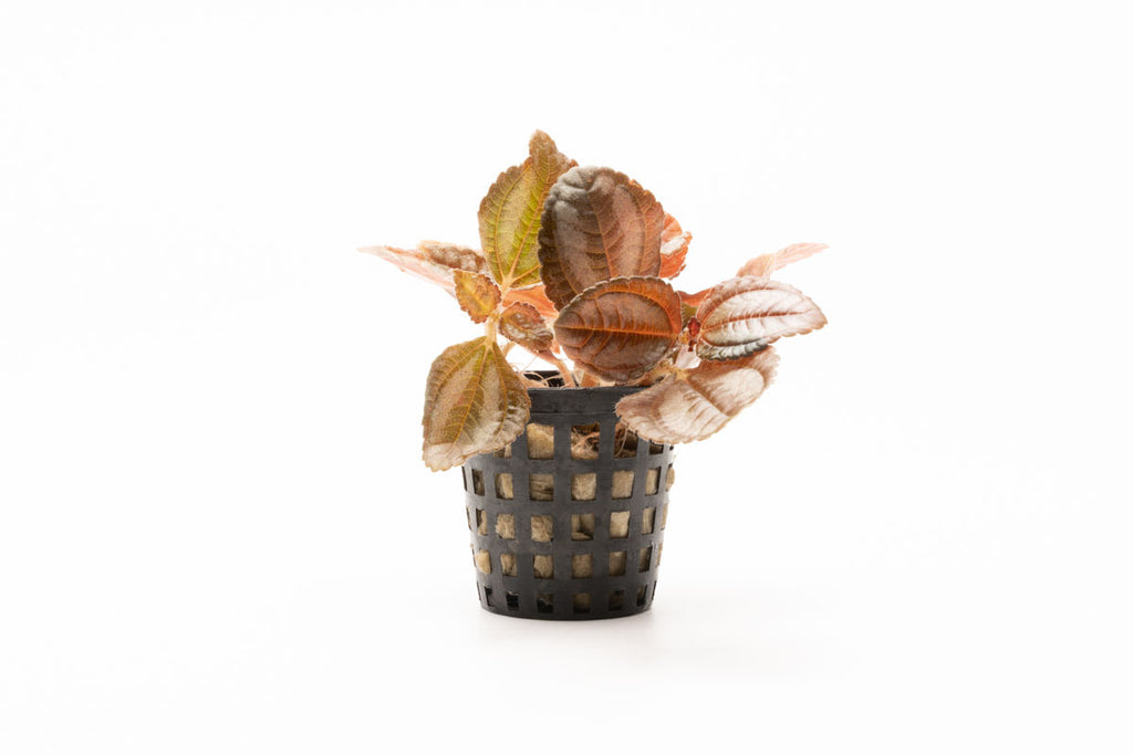 Pilea Spruceana Friendship Plant Easy Terrarium House Plant