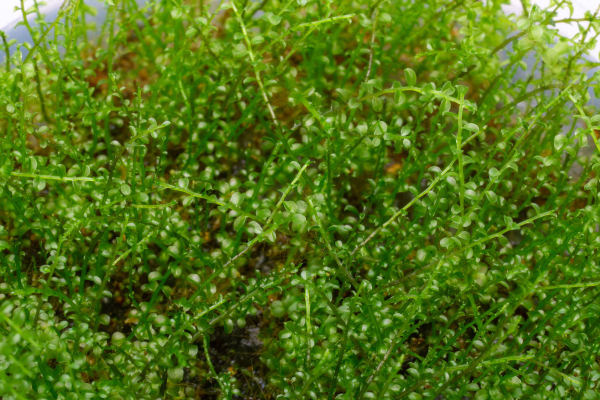 Shop Pearl Moss Aquatic Plants - Glass Aqua