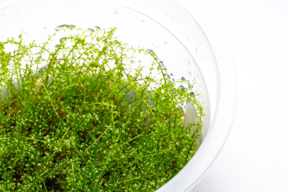 Shop Pearl Moss Aquatic Plants - Glass Aqua