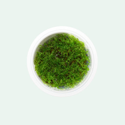 Shop Pearl Moss Aquatic Plants - Glass Aqua