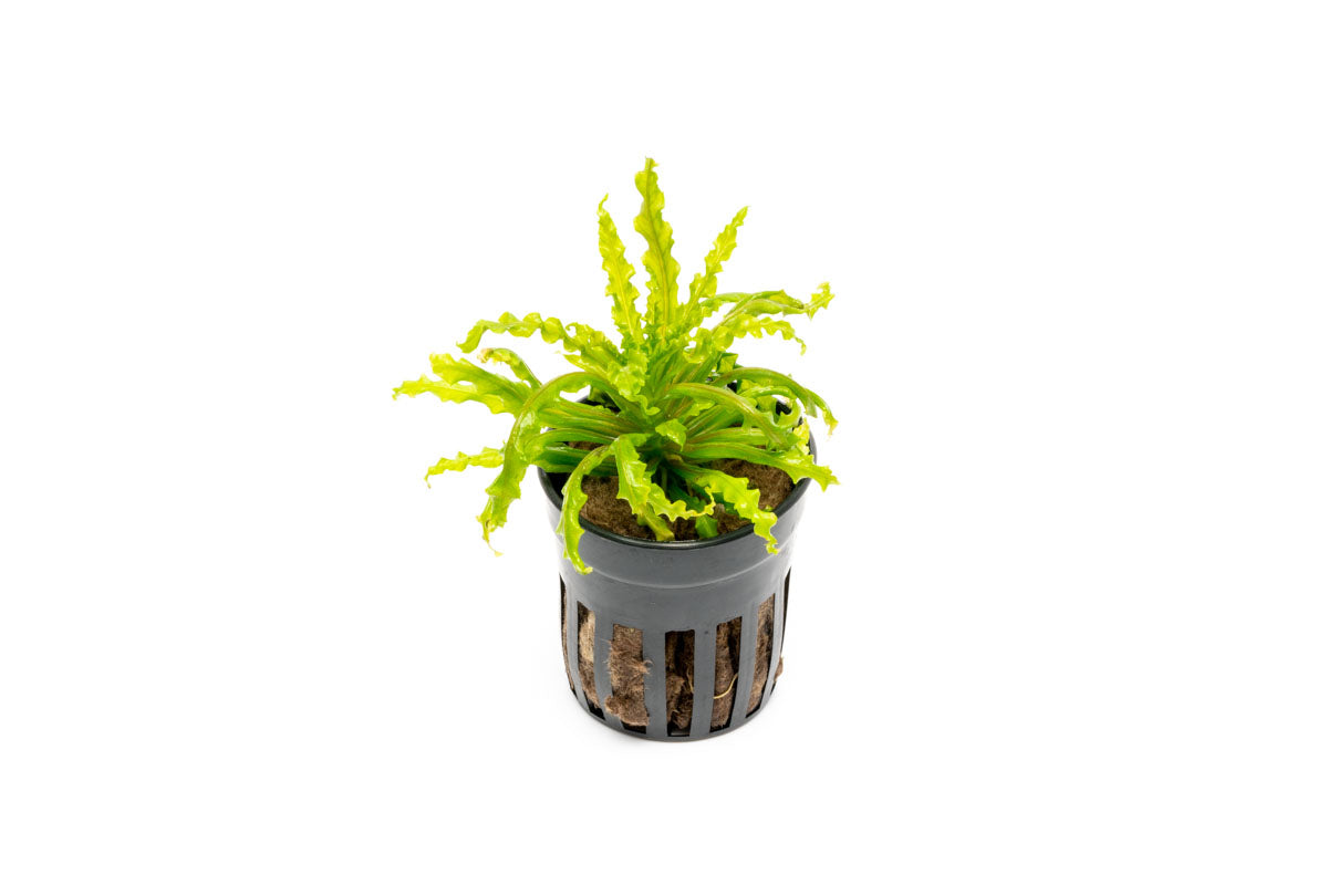 Pogostemon Helferi Downoi - Glass Aqua