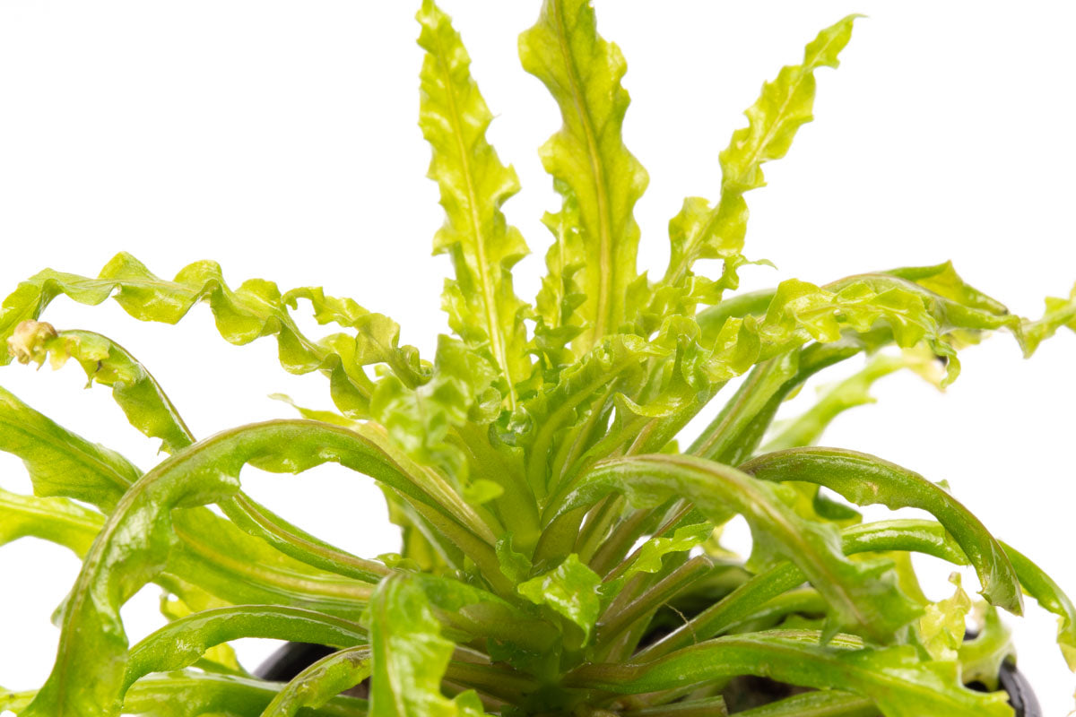 Pogostemon Helferi Downoi - Glass Aqua