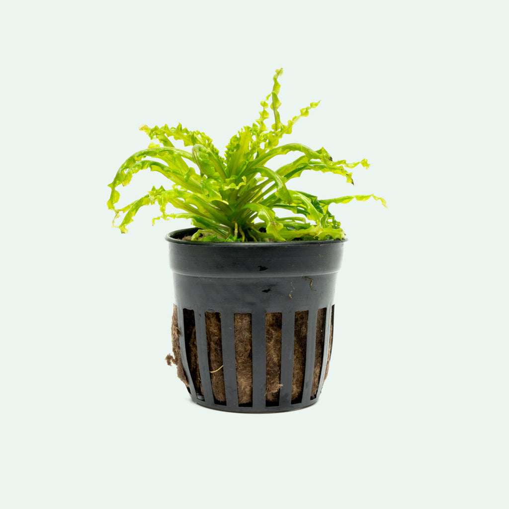 Pogostemon Helferi Downoi - Glass Aqua