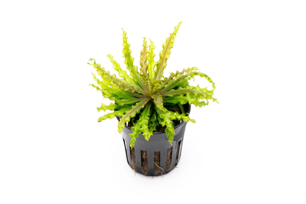 Pogostemon Helferi Downoi Red Aquatic Plant for Planted Aquarium Tank