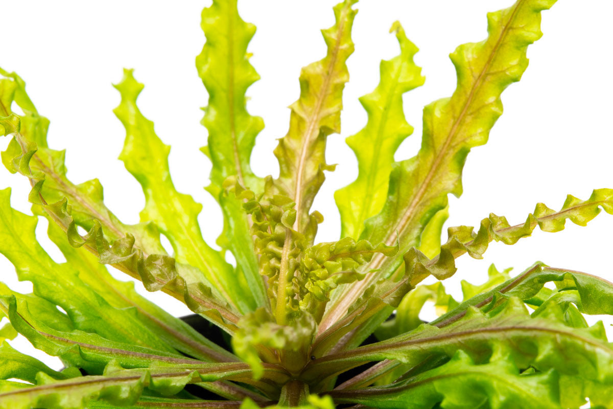 Pogostemon Helferi Downoi Red Aquatic Plant for Planted Aquarium Tank