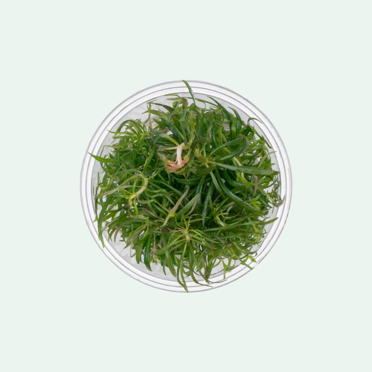 Pogostemon Stellatus Dassen Tissue Culture Aquarium Plant - Shop Glass Aqua