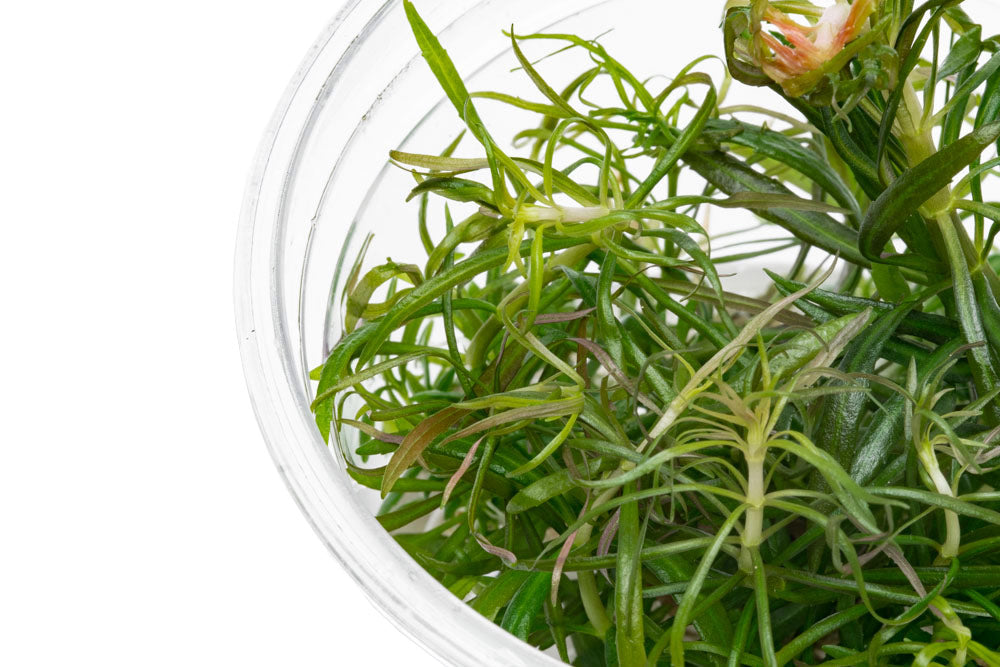 Pogostemon Stellatus Dassen Tissue Culture Aquarium Plant - Shop Glass Aqua