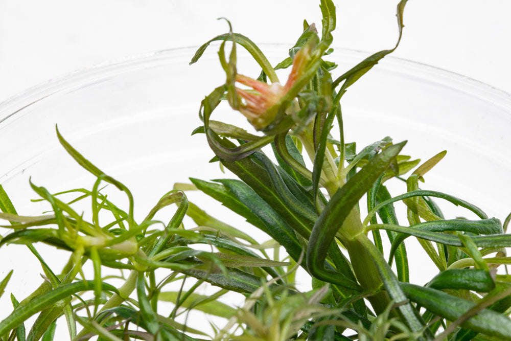 Pogostemon Stellatus Dassen Tissue Culture Aquarium Plant - Shop Glass Aqua