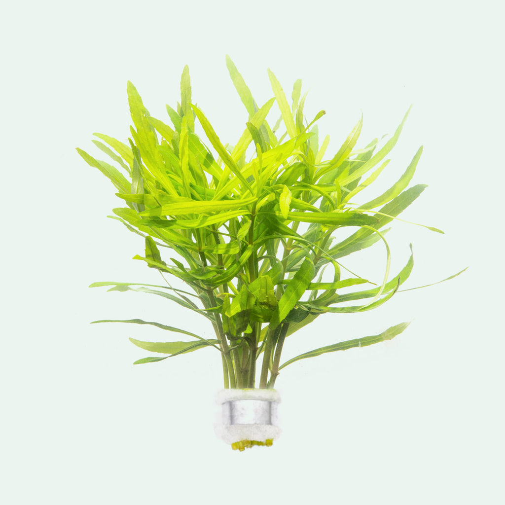 Shop Pogostemon Eusteralis Stellata Octopus Aquatic Plants - Glass Aqua