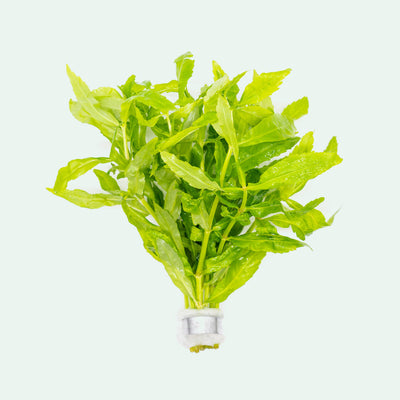 Shop Pogostemon Sampsonii Aquatic Plants - Glass Aqua