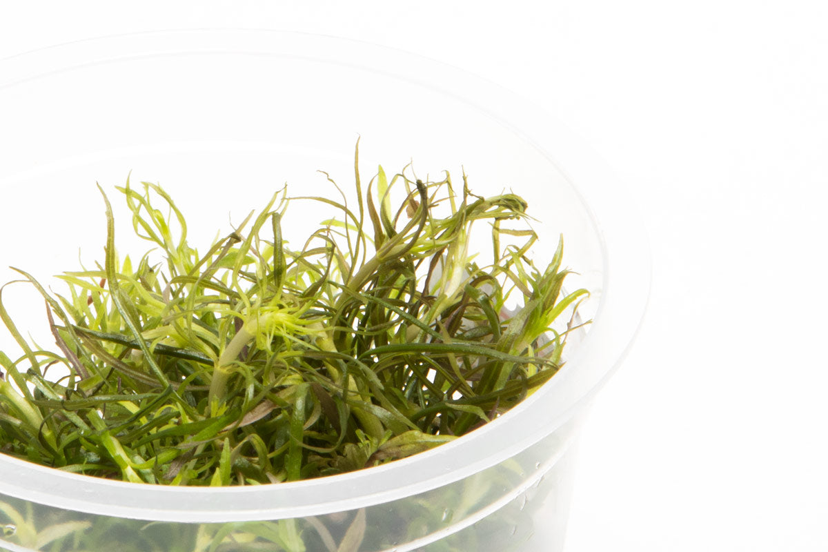 Shop Pogostemon Stellatus Aquatic Plants - Glass Aqua