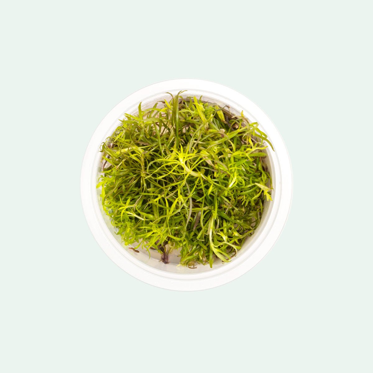 Shop Pogostemon Stellatus Aquatic Plants - Glass Aqua