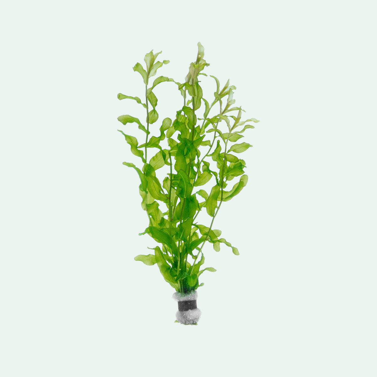 Potamogeton Crispus Pondweed Easy Live Aquatic Plant for Planted Tank