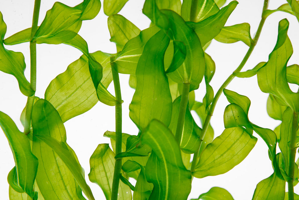 Potamogeton Crispus Pondweed Easy Live Aquatic Plant for Planted Tank