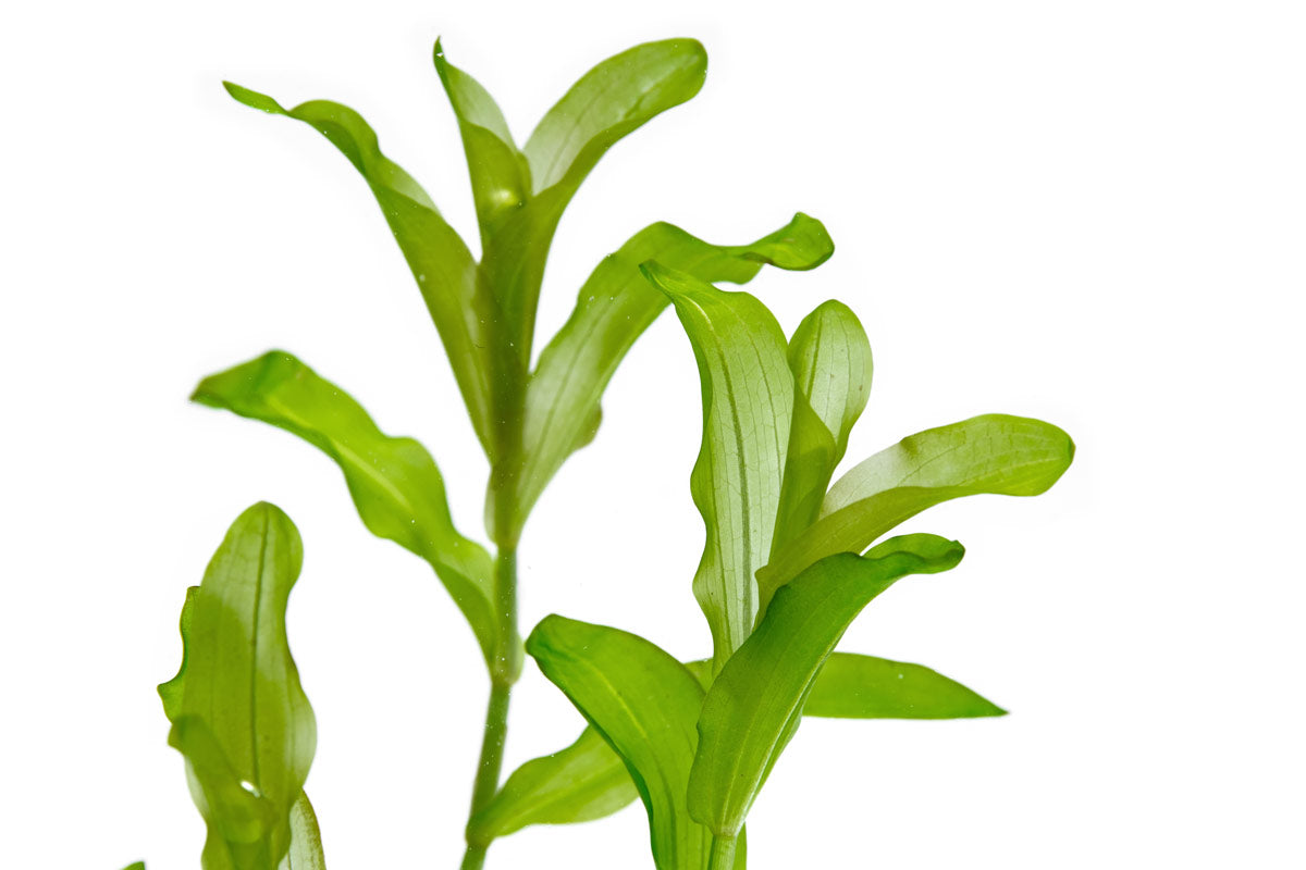 Potamogeton Crispus Pondweed Easy Live Aquatic Plant for Planted Tank