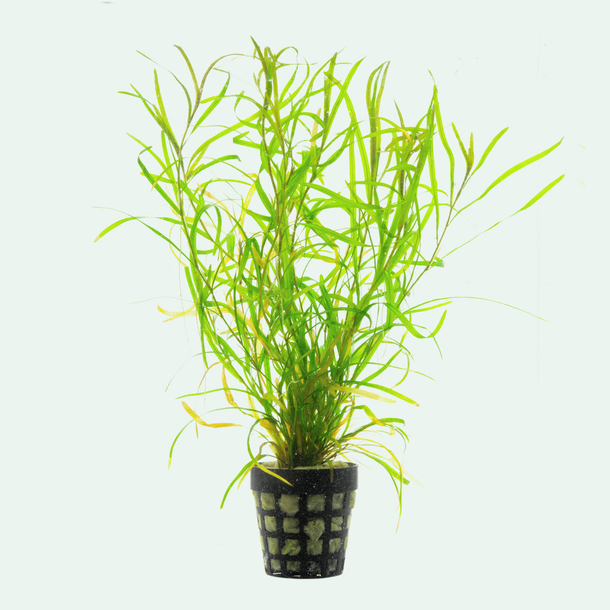 Potamogeton Gayi - Glass Aqua