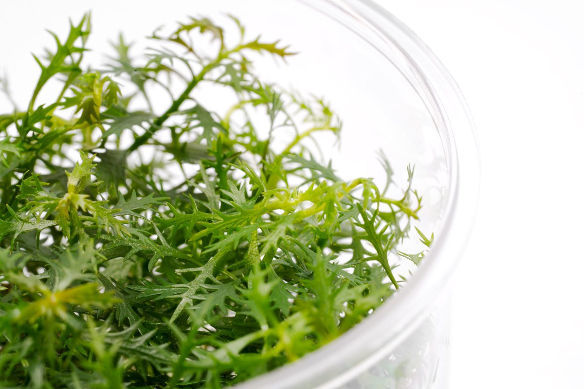 Proserpinaca Palustris - Glass Aqua