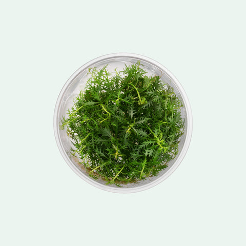 Proserpinaca Palustris - Glass Aqua
