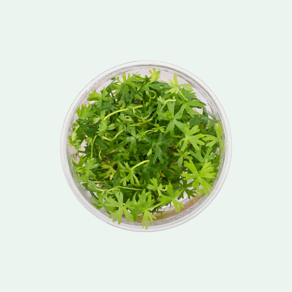 Ranunculus Inundatus - Glass Aqua