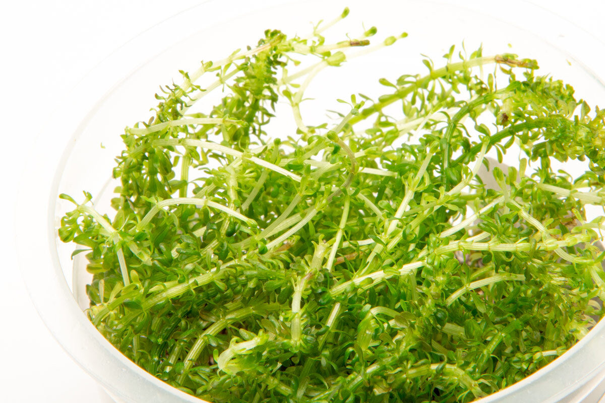 Shop Rotala Bangladesh Aquatic Plants - Glass Aqua
