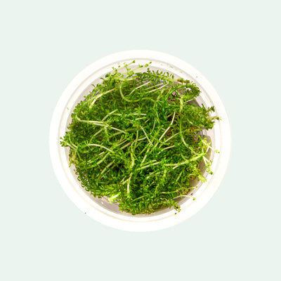 Shop Rotala Bangladesh Aquatic Plants - Glass Aqua