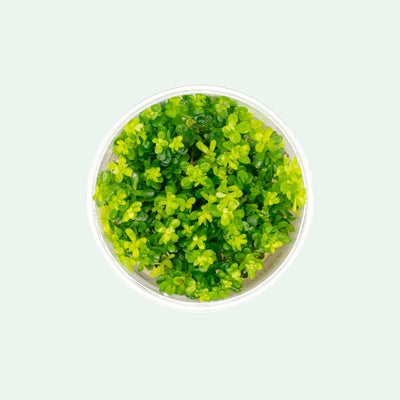 Rotala Bonsai - Glass Aqua